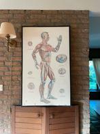 Poster anatomie vintage school jaren 50 menselijk lichaam, Ophalen of Verzenden, Natuur en Biologie