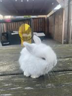 MINILOP KONIJNTJES TE KOOP!, Dieren en Toebehoren, Meerdere dieren, Middelgroot, Hangoor, 0 tot 2 jaar
