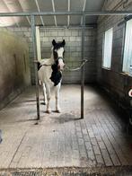 Verzoger/Bijrijder gezocht D pony, Dieren en Toebehoren, Paarden en Pony's | Verzorgingsproducten, Ophalen of Verzenden