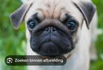 Gezocht mopshond puppy, Dieren en Toebehoren, Rabiës (hondsdolheid), Overige rassen, 8 tot 15 weken, Teef