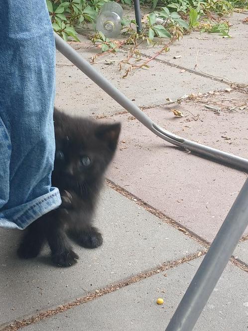 Kitten 40 euro, Dieren en Toebehoren, Katten en Kittens | Overige Katten, Langharig, Meerdere dieren, 0 tot 2 jaar