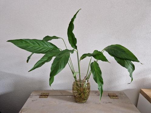 Groene plant in pot, Huis en Inrichting, Kamerplanten, Overige soorten, Minder dan 100 cm, In pot, Ophalen