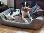 Layla verblijft in nederland, Dieren en Toebehoren, Honden | Niet-rashonden, Rabiës (hondsdolheid), 15 weken tot 1 jaar, Handelaar