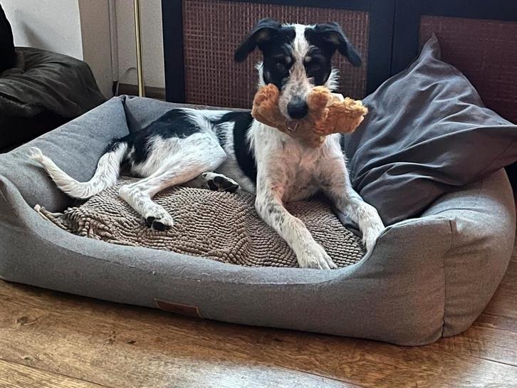 Layla verblijft in nederland, Dieren en Toebehoren, Honden | Niet-rashonden, Middel, Teef, Handelaar, Eén hond, Buitenland, 15 weken tot 1 jaar