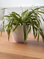 Witte pot | plantenpot | hoogte 11,5cm | diam. 12cm | Mica, Ophalen, Rond, Aardewerk, Minder dan 40 cm
