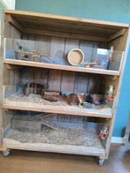 Caviaflat met cavia's, Ophalen of Verzenden, 90 cm of meer, Hok, Hamster