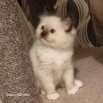 Nog 2 ragdoll kitten poesjes beschikbaar, Poes, Ontwormd