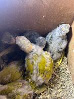 Kakariki, Dieren en Toebehoren, Vogels | Parkieten en Papegaaien, Meerdere dieren, Parkiet, Tam