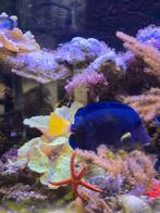Zebrasoma Xanthurum L-size, Vis