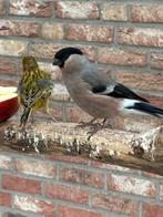 Koppel noorse goudvinken, Dieren en Toebehoren, Meerdere dieren, Wildzangvogel, Geringd