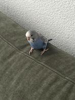 Parkiet, Dieren en Toebehoren, Vogels | Parkieten en Papegaaien, Mannelijk, Parkiet