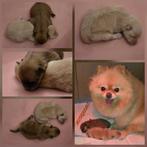 Pomeriaan pups, Keeshond, 8 tot 15 weken, Meerdere, Meerdere dieren