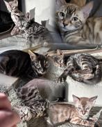 🐾 Raszuivere Bengaal/Bengaalse/Kitten/Kittens te Koop 🐾, Poes, Ontwormd