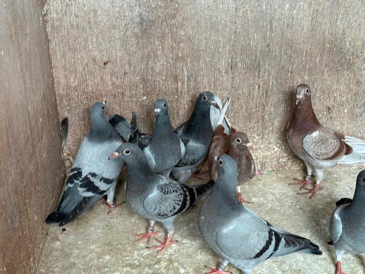 20 jonge postduiven, Dieren en Toebehoren, Vogels | Duiven, Postduif, Meerdere dieren