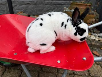 Tekoop dwerg rex beschikbaar voor biedingen