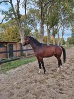 Te koop zeer chique ruin, Dieren en Toebehoren, Paarden, Ruin, 165 tot 170 cm, Dressuurpaard, 3 tot 6 jaar