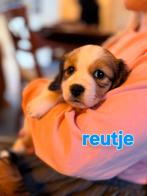 Kooiker Puppy's, Teef, Meerdere, 3 tot 5 jaar, Nederland