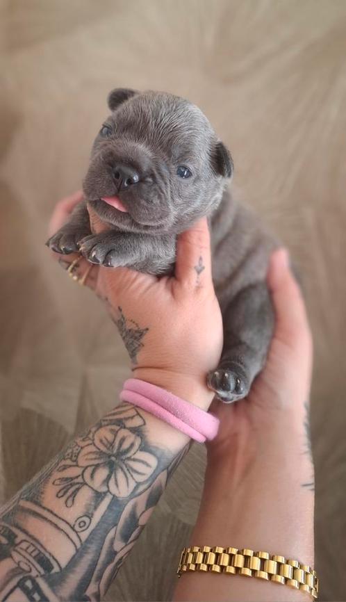 Prachtige franse bulldog teefjes 🩷🩷, Dieren en Toebehoren, Honden | Bulldogs, Pinschers en Molossers, Teef, Bulldog, Particulier