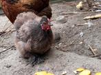 Cochin kruising zijdehoen hen, Dieren en Toebehoren, Pluimvee, Vrouwelijk, Kip