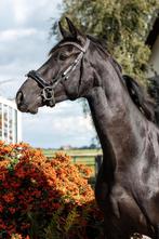 DRIE JARIGE ZWARTE MERRIE, FOR FERRERO X BRETTON WOODS, Dieren en Toebehoren, Paarden, Merrie, Dressuurpaard