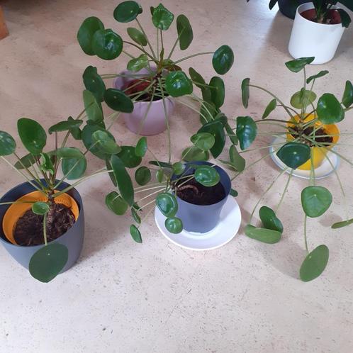Pannenkoekplanten - gratis op te halen, Hobby en Vrije tijd, Overige Hobby en Vrije tijd, Gebruikt, Ophalen