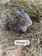 Duitse reuzen xxl, Meerdere dieren, Groot