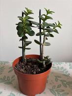 2x Stek Jade plant, Huis en Inrichting, Ophalen, Vetplant, Halfschaduw, In pot