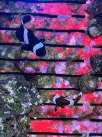 Koppeltje annemoonsvissen, Dieren en Toebehoren, Vissen | Aquariumvissen, Vis, Zoutwatervis