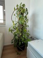 Grote Epipremnum Aureum met pot en vochtmeter, Ophalen, Overige soorten, Halfschaduw, In pot