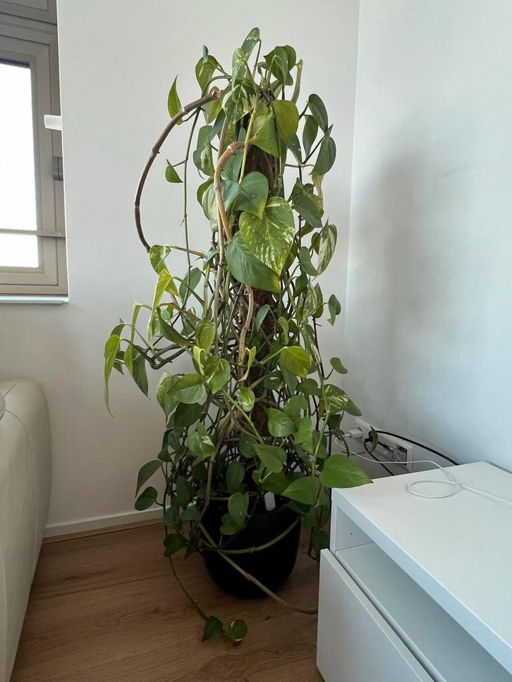 Grote Epipremnum Aureum met pot en vochtmeter, Huis en Inrichting, Kamerplanten, Overige soorten, Minder dan 100 cm, Groene kamerplant