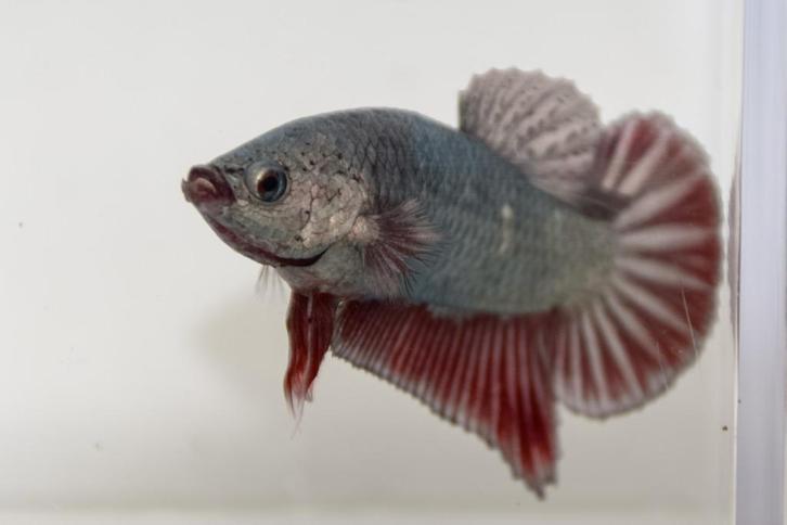 Betta Man HMPK, Dieren en Toebehoren, Vissen | Aquariumvissen, Zoetwatervis, Vis