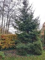 Biologische Fijnspar +/- 7,5m, Tuin en Terras, Planten | Bomen, Ophalen, Halfschaduw, Overige soorten, 400 cm of meer