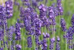 Zaden lavendel (Lavandula angustifolia) - nu 2e zakje GRATIS, Ophalen of Verzenden, Voorjaar, Volle zon, Zaad