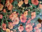 Geum, Tuin en Terras, Volle zon, Vaste plant, Zomer, Ophalen