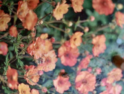 Geum, Tuin en Terras, Planten | Tuinplanten, Vaste plant, Overige soorten, Volle zon, Zomer, Ophalen