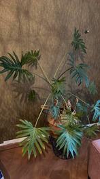 Grote groene kamerplant, Ophalen, 100 tot 150 cm, Palm, Halfschaduw