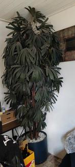 Kunstpalm 2 meter - Sfeervolle kamerplant, Huis en Inrichting, Kamerplanten, Ophalen, 200 cm of meer, Palm, Halfschaduw