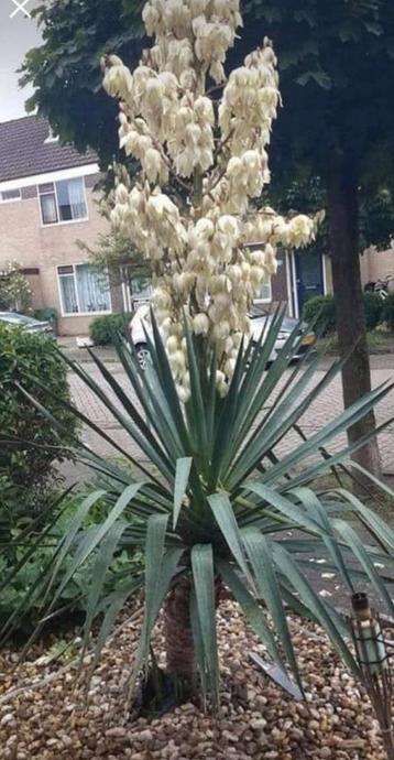 Palmlelie (Yucca gloriosa) stek - Winterhard! Vaste plant  beschikbaar voor biedingen