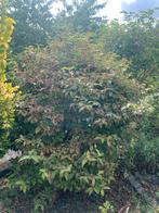 Prachtige viburnum met witte bloemen, Ophalen, Overige soorten, Struik