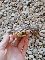 Sulcata