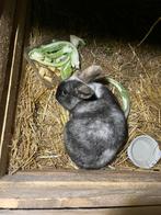 2 konijnen te koop met toebehoren voor weinig, Dieren en Toebehoren, Konijnen, Vrouwelijk