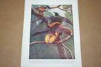 Antieke kleurenlitho - Paradijsvogels - Circa 1900 !!, Ophalen of Verzenden, Voor 1940, Gebruikt