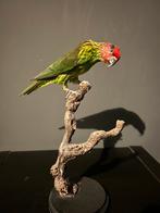 viooltjeslori lori taxidermie, Verzamelen, Dierenverzamelingen, Ophalen, Zo goed als nieuw