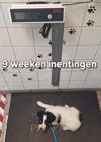 Border collie x pup, Parvo, 8 tot 15 weken, Collie, Meerdere