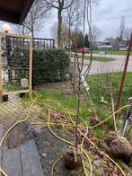 Fruitbomen halfstam in soorten ook als lei bomen, Lente, 100 tot 250 cm, Ophalen of Verzenden, In pot