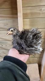 Koppel cochin krulveren, Dieren en Toebehoren, Pluimvee, Meerdere dieren, Kip