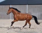 3 jarige ruin van Racoon, Dieren en Toebehoren, Paarden, Gechipt, Ruin, Dressuurpaard, 3 tot 6 jaar