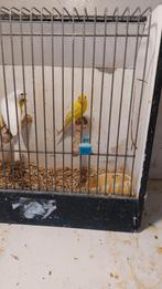 Waterslagers man  Geel, Mannelijk, Zangkanarie