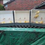 gele kanaries, Dieren en Toebehoren, Meerdere dieren, Kleurkanarie