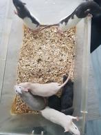 Hele mooie tam gemaakte rittens jonge rat ratjes, Tam, Rat